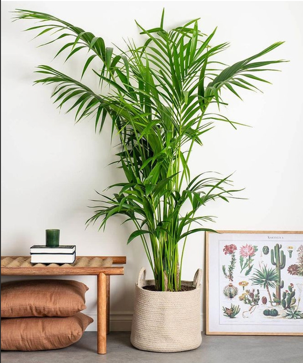Areca Palm